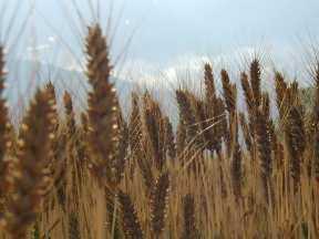 小麦