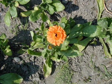 ポットマリーゴールド(キンセンカ)