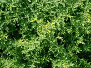 セントジョーンズワート